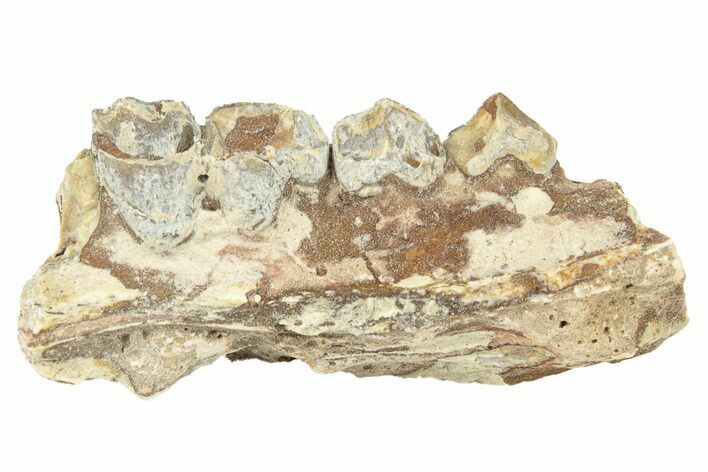 Oreodont (Merycoidodon) Jaw Section - South Dakota #260044